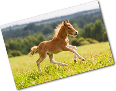 Produktbild von Tulup Glas Herdabdeckplatte - 80x52 cm - Glaskeramikkochfeld-Abdeckung Spritzschutz Glasabdeckplatte - Einteilig - Tiere - Fohlen im Galopp - Braun