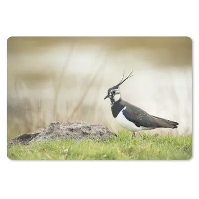 Produktbild von MuchoWow® Schreibtischunterlage Vogel - Gras - Tiere - Natur - Kiebitz 60x40 cm - XXL Mauspad - Großes Mauspad