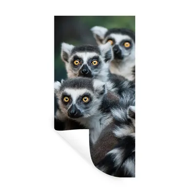 Produktbild von MuchoWow® Wandtattoo Wandsticker Wandaufkleber Affen - Tiere - Ringelschwanzlemuren 60x120 cm Selbstklebend und Repositionierbar - Selbstklebend - Fototapeten