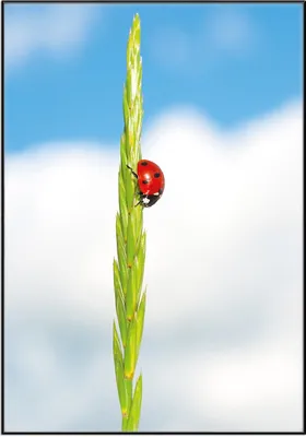 Produktbild von Wallario Wandbild Marienkäfer am Korn, Größe: 70,30 x 100,30 cm, Poster mit schwarzem Aluminiumrahmen