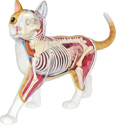 Obrázek produktu pro Anatomická sada pro děti od 8 let, 28 dílů