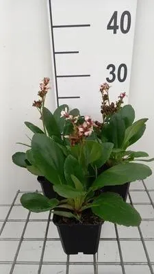 Produktbild von 6 x  Bergenia hybr. 'Dragonfly Angel Kiss'® - pseudodictamnus - Topf 9 x 9 cm