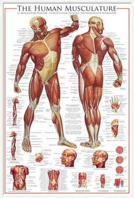 Produktbild von Educational - Bildung - Poster - The Muscular System + Wechselrahmen, Shinsuke® Maxi Kunststoff weiss, Acryl-Scheibe