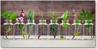 Produktbild von Tulup® Glas-Bild - 100x50 -Wandkunst - Wandbild hinter gehärtetem Sicherheitsglas  - Blumen & Pflanzen - Pflanzen in Gläsern - Grün
