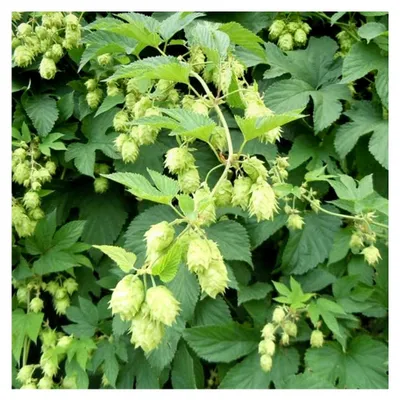 Produktbild von 6 x Wilder Hopfen - Humulus Lupulus: Kletterpflanze mit dekorativem Laub