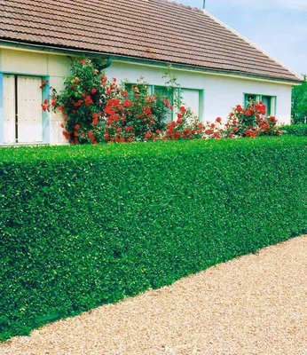 Produktbild von BALDUR Garten 3er immergrün Liguster-Hecke, Pflanzen wurzelnackt, Sichtschutz, winterhart, mehrjährig, dicht wachsend, Wind- und Sichtschutz, Wasserbedarf gering, Ligustrum ovalifolium