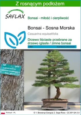 Zdjęcie produktu dla SAFLAX - Bonsai - Sosna Morska - 200 Nasiona - Z podłożem uprawowym wolnym od zarazków - Casuarina equisetifolia