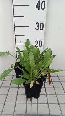 Zdjęcie produktu dla 6 x Gaillardia 'Maxima Aurea' - kwiat kokornaku - doniczka 9 x 9 cm