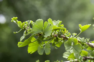 Produktbild von Ginkgo biloba 'Troll', Fächerblattbaum, kompakt, 30–40 cm