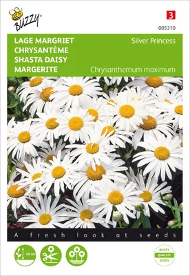 Image de Marguerite Silver Princess | Graines de marguerite de Buzzy Seeds