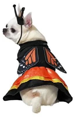 Immagine prodotto di Costume da cane taglia L farfalla
