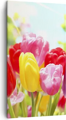Produktbild von Bild auf Leinwand - Leinwandbild - Tulpe Blume Garten Plantage - 45x80cm - Wand Bild - Wanddeko - Leinwanddruck - Bilder - Kunstdruck - Wanddekoration - Leinwand bilder - Wandkunst - PA45x80-2466
