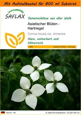 Produktbild von SAFLAX - Garden in the Bag - Asiatischer Blüten - Hartriegel - 30 Samen - Mit Anzuchtsubstrat im praktischen, selbst aufstellenden Beutel - Cornus kousa