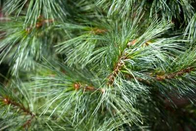 Produktbild von Pinus parviflora 'Schoon's Bonsai', Kiefer, 25–30 cm