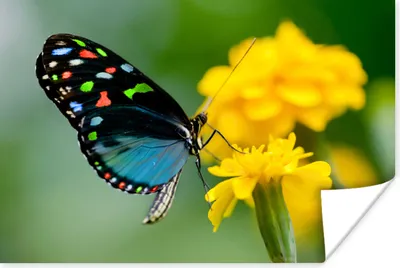 Produktbild von MuchoWow® Poster Schmetterling - Blume - Tier - Insekt 60x40 cm - Schlafzimmerdekoration