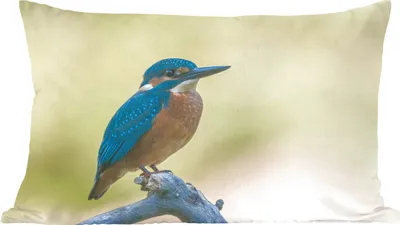 Produktbild von MuchoWow® Zierkissen Sofakissen Wohnzimmer Dekokissen 60x40 cm Eisvogel - Zweig - Vogel - Kopfkissen - Polster mit Foto