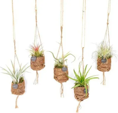 Obrázek produktu pro Kokodama Tillandsia - smes ptacích hnízd, závesná rostlina, sada vzdušných