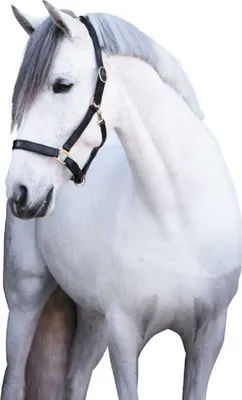 Produktbild von Lederhalfter "Eco" Größe (Pferd) - Pony Farbe - Braun