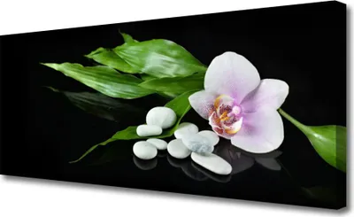 Produktbild von Tulup Leinwand-Bilder 125x50 Wandbild Canvas Kunstdruck Blume Steine Blätter Pflanzen