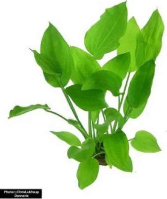 Produktbild von Dennerle Wasserpflanze  Aquariumpflanze Echinodorus Argentinensis Tonring