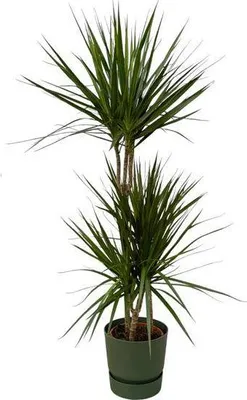 Immagine prodotto di Dracaena Marginata, albero del drago, Ø 21 cm ↕ 120 cm, vaso verde, pianta da appartamento