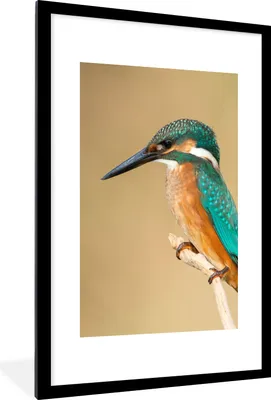 Produktbild von MuchoWow® Gerahmtes Poster Eisvogel - Tiere - Vogel 60x90 cm - Poster mit Schwarzem Bilderrahmen Wandposter Rahmen Foto Bilder - Dekoration - Wandposter Wohnzimmer - Hochwertig