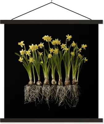 Produktbild von MuchoWow® Textilposter Mehrere Narzissen mit Zwiebeln auf schwarzem Hintergrund 60x60 cm mit schwarzem Rahmen - Posteraufhänger