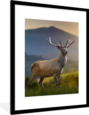 Produktbild von MuchoWow® Gerahmtes Poster Hirsche - Berg - Gras - Sonnenuntergang - Tiere - Natur 60x80 cm - Poster mit Schwarzem Bilderrahmen Wandposter Rahmen Foto Bilder - Wohnzimmer - Dekorationen - Prämie