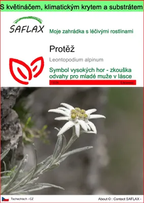 Obrázek produktu pro SAFLAX Garden to go - Protěž - Leontopodium alpinum - 500 Semena - S květináčem, klimatickou poklicí a pěstebním substrátem
