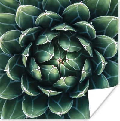 Produktbild von MuchoWow® Poster Ein grünes Blumenmuster 50x50 cm - Wohnzimmerdekoration