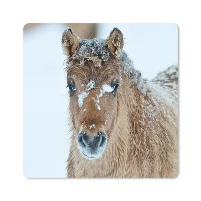 Produktbild von MuchoWow® Mauspad Mousepad Junges Fjordpferd mit Schnee bedeckt 20x20 cm - Mousepads - Maus Mat - Pad - Mausunterlage - Desk Mat - Bureauartikeln