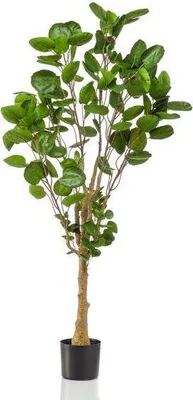 Immagine prodotto di Pianta artificiale Polyscias Ø150cm - pianta verde artificiale per soggiorno