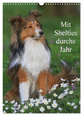 Produktbild von Mit Shelties durchs Jahr (Wandkalender 2027 DIN A3 hoch), CALVENDO Monatskalender