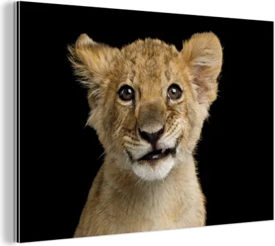 Obrázek produktu pro Nástěnná dekorace Kovový kovový obraz Wall Art 120x80cm Mládě - Portrét - Barvy Muchowow Hliníkové obrazy
