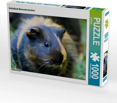 Produktbild von Calvendo Schildblatt Meerschweinchen 1000 Teile Puzzle quer 640x480mm, CALVENDO; 7305474