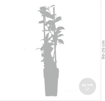 Zdjęcie produktu dla Bloomique - Zestaw 2 szt. - Lonicera Henryi - Wiciokrzew - Pomarańczowy, Czerwony - Rośliny pnące - Rośliny ogrodowe - Wytrzymałe - Zimozielone - Wysokość 50-70 cm - Doniczka 15 cm