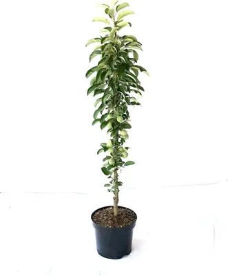 Produktbild von Säulenapfel Redcats (S) robuste Apfelsorte für Bioanbau 80-100 cm 7,5 L MM111