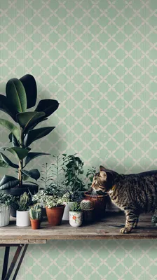 Produktbild von Coloray Fototapete 250x250 cm Latextapete Magicstick - VintageGolden
