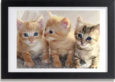 Produktbild von Bild 30x20 MDF-Rahmen, Wandkunst kleine Katzen