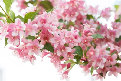 Produktbild von Weigela 'Rosea', Weigelie, rosa Blüten, 80–100 cm
