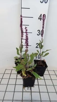 Produktbild von 6 x  Salvia nem. 'Caradonna Pink Inspiration' - Sternmoos - Topf 9 x 9 cm