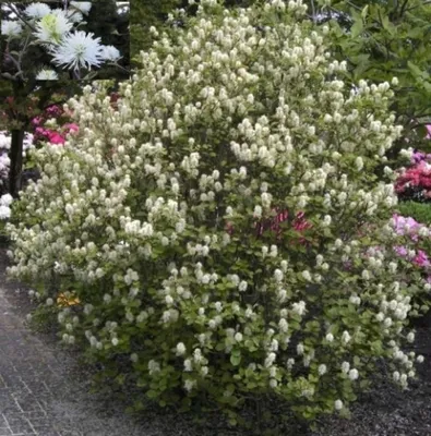 Produktbild von Hoher Federbuschstrauch Major - Fothergilla 30-40