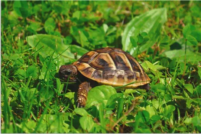 Produktbild von ARTland Wandbild Alu für Innen & Outdoor Griechische Landschildkröten Baby Größe: 30x20 cm