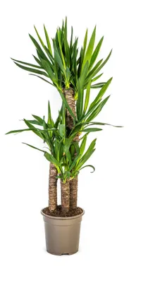 Produktbild von Yucca Elephantipes - 90-110cm - Ø21cm - Zimmerpflanze - Immergrün