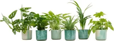 Zdjęcie produktu dla Pudelko-niespodzianka - 6 roslin doniczkowych + doniczka Ø14cm w kolorze