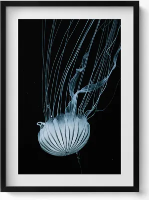 Produktbild von Quallen auf schwarzem Hintergrund– Wandbild mit Rahmen – Gerahmtes Bild  – Wanddekoration – 50x70 cm –  Schwarz Rahmen