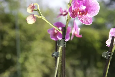 Produktbild von Windhager Orchideenclips grün, 10 Stück