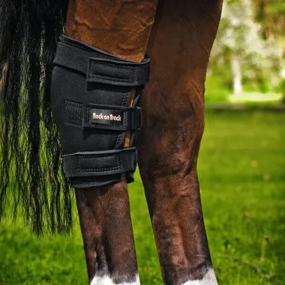 Produktbild von Back on Track Sprunggelenkschoner Pferd Beinschutz L