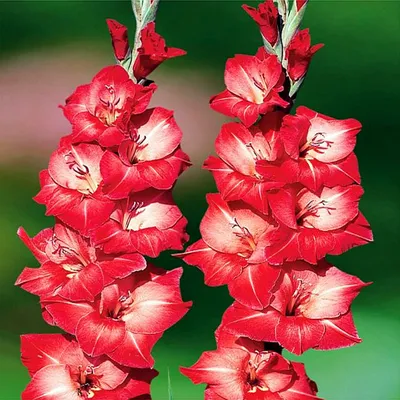 Obrázok produktu pre Indiánske leto Veľkokvetý gladiolus 5 ks cibule gladiolusu