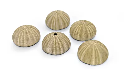 Produktbild von Seeigelgehäuse grün 5er Set
